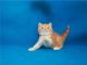 Exotic Shorthair Cats for sale in Portland, OR 97214, USA. price: NA
