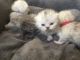 Exotic Shorthair Cats for sale in 904 FL-436, Altamonte Springs, FL 32714, USA. price: $400