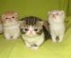 Exotic Shorthair Cats for sale in Phoenix, AZ 85045, USA. price: NA