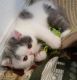 Exotic Shorthair Cats for sale in Portland, OR 97214, USA. price: NA