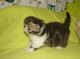 Exotic Shorthair Cats for sale in 83730 562 Ave, Stanton, NE 68779, USA. price: NA
