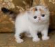 Exotic Shorthair Cats for sale in Kansas City, KS 66112, USA. price: NA