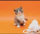 Exotic Shorthair Cats for sale in Oklahoma City, OK 73160, USA. price: NA