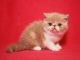 Exotic Shorthair Cats for sale in 48234 332nd St, Jefferson, SD 57038, USA. price: NA