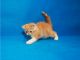 Exotic Shorthair Cats for sale in Boston, MA 02210, USA. price: NA