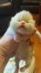 Exotic Shorthair Cats for sale in Senoia, GA 30276, USA. price: $1,600