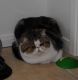 Exotic Shorthair Cats for sale in California City, CA, USA. price: $1,600
