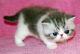 Exotic Shorthair Cats for sale in Fort Worth, TX 76123, USA. price: NA