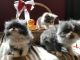 Exotic Shorthair Cats for sale in Moneta, VA 24121, USA. price: $1,200
