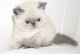 Exotic Shorthair Cats