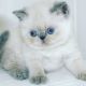 Exotic Shorthair Cats for sale in North Miami Beach, FL 33160, USA. price: NA