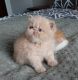 Exotic Shorthair Cats for sale in Fayetteville, AR, USA. price: $2,000