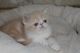 Exotic Shorthair Cats for sale in Enola, PA, USA. price: $1,350