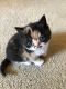 Exotic Shorthair Cats for sale in Carlisle, PA 17013, USA. price: $650