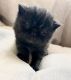 Exotic Shorthair Cats for sale in Milwaukee, WI, USA. price: NA