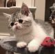 Exotic Shorthair Cats for sale in Fort Worth, TX, USA. price: $1,200