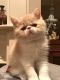 Exotic Shorthair Cats