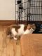 Exotic Shorthair Cats for sale in Harrison, AR 72601, USA. price: $800