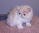 Exotic Shorthair Cats for sale in Salem, IN 47167, USA. price: NA
