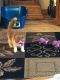 Exotic Shorthair Cats for sale in Harrison, AR 72601, USA. price: $250
