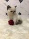 Exotic Shorthair Cats for sale in Harrison, AR 72601, USA. price: $750