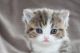 Exotic Shorthair Cats for sale in Texas City, TX, USA. price: NA
