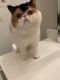 Exotic Shorthair Cats for sale in Austin, TX, USA. price: $450