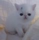 Exotic Shorthair Cats for sale in Salem, IN 47167, USA. price: NA