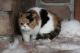 Exotic Shorthair Cats for sale in Harrison, AR 72601, USA. price: NA