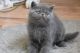 Exotic Shorthair Cats for sale in Los Angeles, CA, USA. price: $400