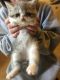 Exotic Shorthair Cats for sale in Carlisle, PA 17013, USA. price: NA