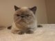 Exotic Shorthair Cats for sale in State College, PA, USA. price: $1,200