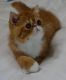 Exotic Shorthair Cats for sale in Fayetteville, AR, USA. price: $1,500