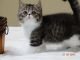 Exotic Shorthair Cats for sale in Fayetteville, AR, USA. price: $900