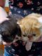 Exotic Shorthair Cats for sale in Hobbs, NM, USA. price: $1,000