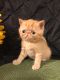 Exotic Shorthair Cats for sale in Poplarville, MS 39470, USA. price: $950