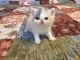 Exotic Shorthair Cats for sale in Lexington, KY, USA. price: $1,100