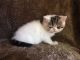 Exotic Shorthair Cats for sale in Lexington, KY, USA. price: $900
