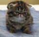 Exotic Shorthair Cats for sale in Fayetteville, AR, USA. price: NA