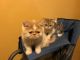 Exotic Shorthair Cats for sale in Reno, NV, USA. price: NA
