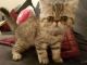 Exotic Shorthair Cats for sale in SC-707, Myrtle Beach, SC, USA. price: NA