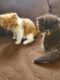 Exotic Shorthair Cats for sale in Hobbs, NM, USA. price: $750