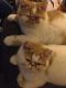Exotic Shorthair Cats for sale in Reno, NV, USA. price: NA