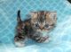 Exotic Shorthair Cats for sale in East Earl, PA 17519, USA. price: $950