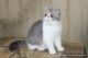 Exotic Shorthair Cats for sale in Aurora, CO, USA. price: $650