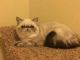 Exotic Shorthair Cats for sale in Burnet, TX 78611, USA. price: NA