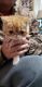 Exotic Shorthair Cats for sale in Lawton, OK, USA. price: NA