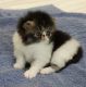 Exotic Shorthair Cats for sale in Fayetteville, AR, USA. price: $1,500