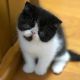 Exotic Shorthair Cats for sale in Oklahoma City, OK, USA. price: NA