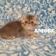 Exotic Shorthair Cats for sale in City Line, Brooklyn, NY 11207, USA. price: NA